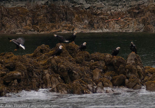 This small island was a favorite land spot for the Bald Eagles in the area.