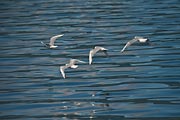 These four gulls were flying by our boat and created a real challenge to capture them and the water in focus.