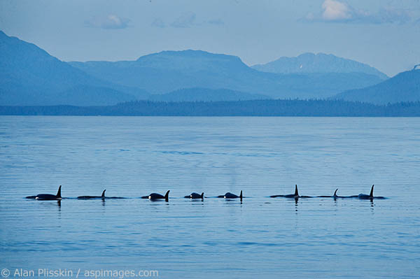 At one point these eight orcas were in a line as they were swimming through Frederick Sound. Fortunately, for the sea lions, there were none around.