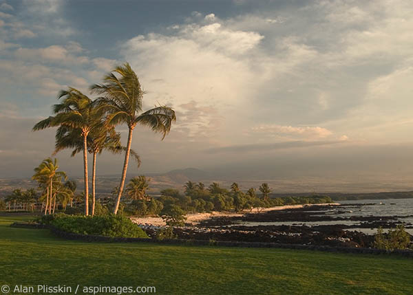 Palm trees sway in the late afternoon breeze on the Big Island of Hawaii.