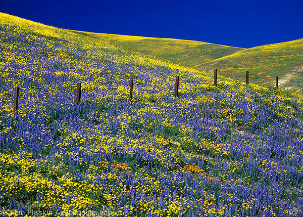 Hillsides are often covered with wildflowers in central California in the Spring.