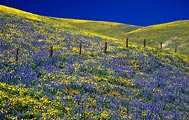 Lupine were blooming aplenty in this field in Central California.