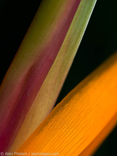 These bird of paradise leaves were glowing in the early morning light.