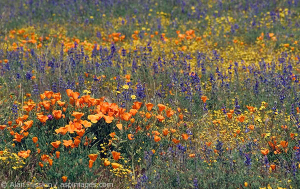The Carizzo Plain in Central California was covered with poppies.