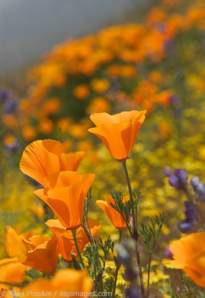Poppies are the California state flower.