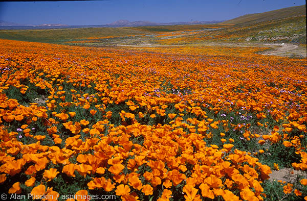 Poppies were everywhere this year near Lancaster, California.