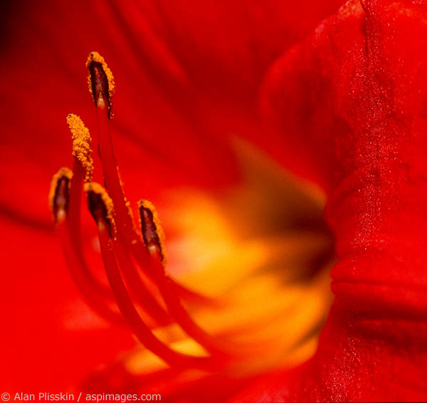 Closeup of a red flower in full bloom.