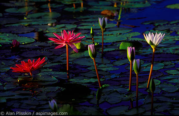 Early morning light highlights these water lilies in Kauai.