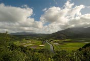 Taro fields and the Hanalei River.