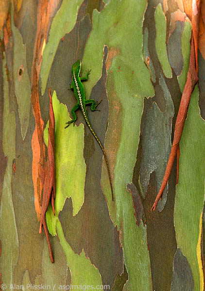 I was drawn to the abstract colors of this eucalyptus tree bark when a gecko conveniently entered the picture.