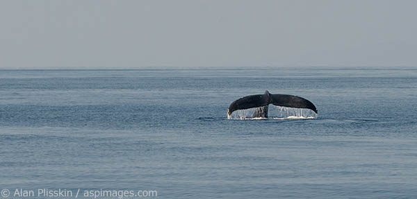On a dive, this humpback whale in Maui could stay down for up to 45 minutes.