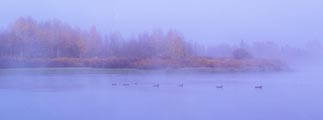These geese were out for an early morning swim in Grand Teton National Park. 