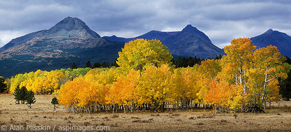 On the eastern edge of Glacier National Park the aspen trees were blazing in fall color glory.