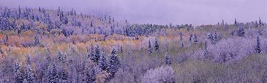 A late Autumn storm left a dusting of snow on the forest in central Utah.