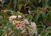 Hummingbird wings beat extremely fast. It took a shutter speed of 1/2000 of a second to freeze this Broad-Tailed hummingbird hovering over the eucaluptus flowers.
