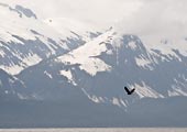 On an overcast day along the Alaska coast, this eagle appeared to be on a mission.