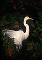 This snowy egret seemed to pose for its picture.