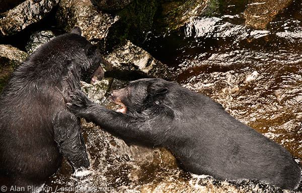 The black bear on the right decided that he was ready to become the dominant bear at this fishing spot on Anan Creek. He let the other bear know that he didn&rsquo;t want to hurt him, but made clear who was in charge now.