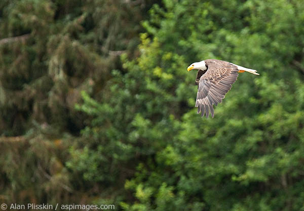 This bald eagle was flying up and down the river in search of food. I was able to capture the eagle in all it&rsquo;s beauty by keeping the background out of focus to highlight the eagle.