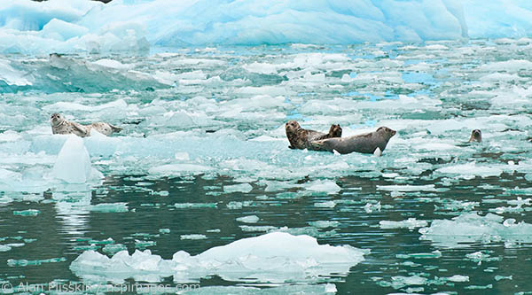 In LaConte Bay there were 100 to 200 sea lions swimming around or hanging out on icebergs. Often times, the way they would pop up out of nowhere reminded many on board of the old arcade game "whack a mole".