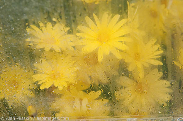 In the town of Petersberg, Alaska many of the homes had small see-through umbrellas over their planter boxes on their lawns. It had just rained and I was able to capture the mood of the moment.