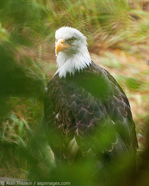 This bald eagle at Pack Creek was posing for us on a log about 10 feet away. I felt that shooting it unobstructed was somewhat boring, so I found a tree branch to shot through and it added whole new dimension.