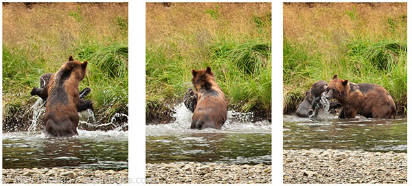 This mother and cub at Pack Creek were playing for about 3 or 4 minutes. The mother clearly put the cub in its place when it was playing too rough.