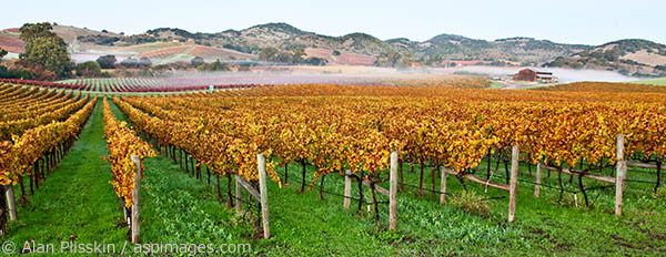 The change of seasons in the Carneros region of Napa County can be quite dramatic.  I went to capture the early morning light on the colorful vineyards and was lucky to have a bit of fog too.
