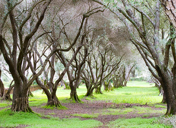 This olive grove was dormant for the winter creating a surreal pathway.