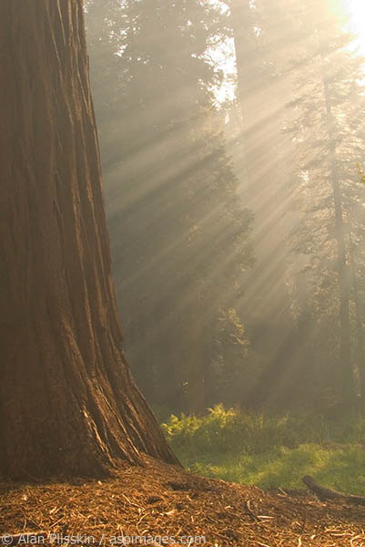 Filtered foggy morning lightbeams shine on a sequoia tree.