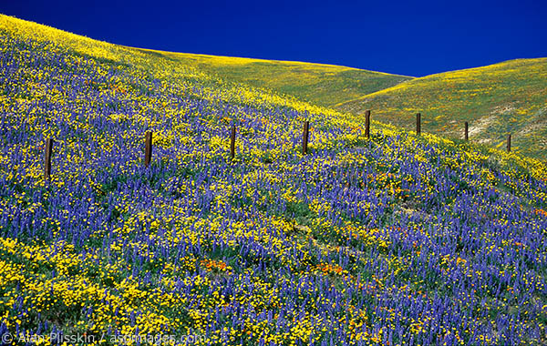 Lupine were blooming aplenty in this field in Central California.