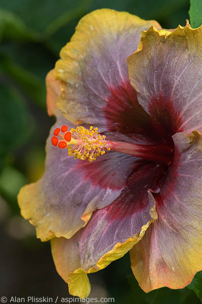 The color of this hibiscus is a rare find in Kauai.