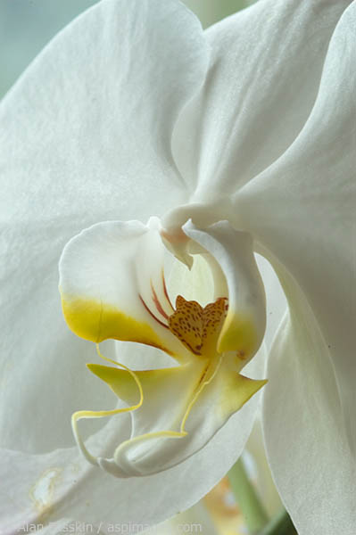 Closeup of a white orchid.
