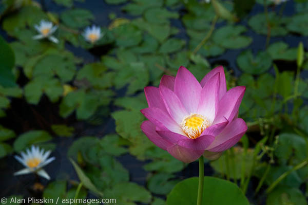 Young lotus flower blooming in Kauai.
