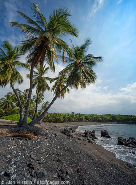 This hard to reach beach screamed "Hawaii" when I came upon it. That these palms can survive in their small patch of black sand amazes me.