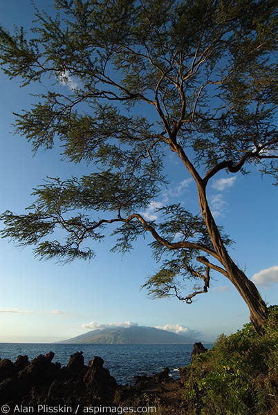 Lava is a tough soil to grow in, however this trees seems to have mastered it.