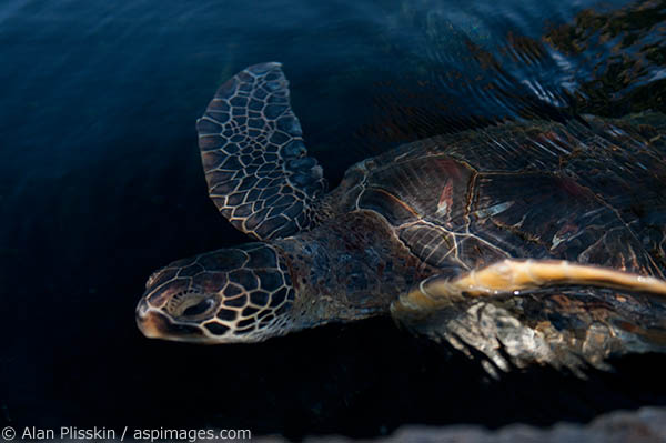 This turtle surprised me when it surfaced right in front of me.