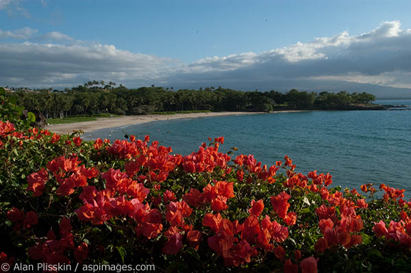This beach along the Kona coast is one of many a walking trail interconnects.