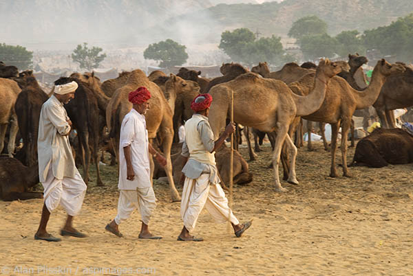 Potential buyers looking over the merchandise at the Pushkar Camel Festival.