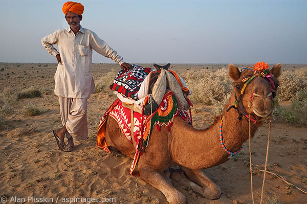 The camel and camel guide take a short break during a camel ride.