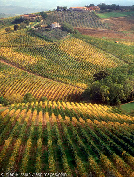 This vineyard outside of San Gimignano was changing color as winter was approaching.
