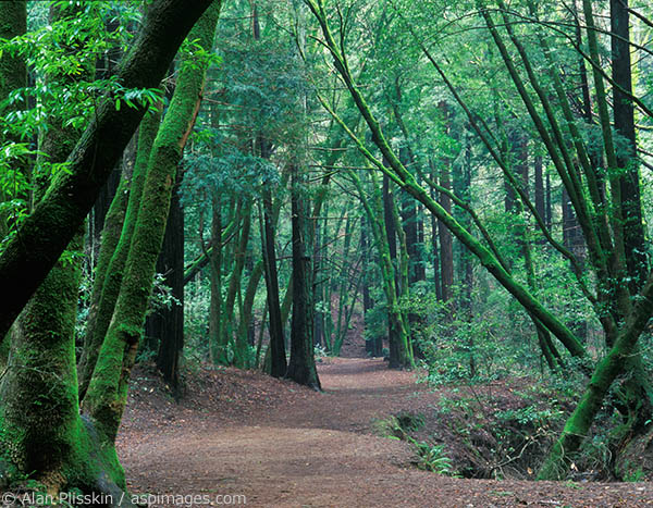 Although near town, the Baltimore Canyon trail has the feel of being in a wilderness forest.