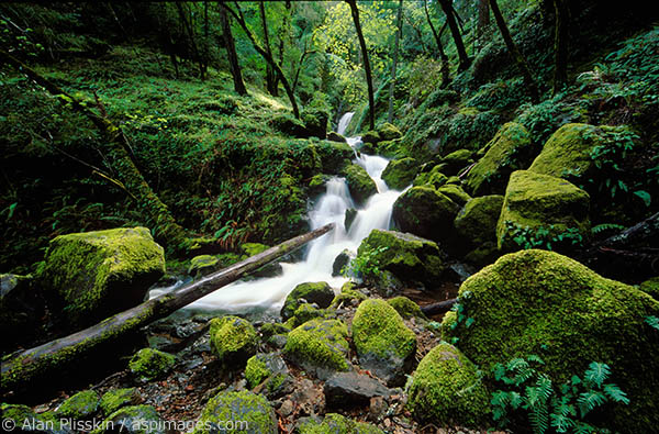 One of the best hikes in Marin County is to Cataract Falls.