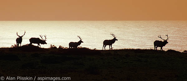 Point Reyes National Seashore is home to hundreds of tule elk.