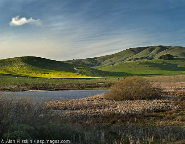 Spring wildflowers bloom around the Nicasio Reservoir west of Novato.