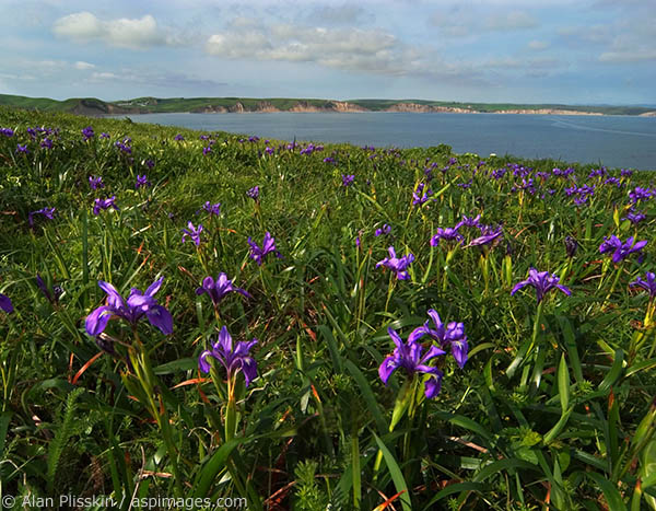 Depending on Mother Nature, wildflowers can be plentiful at Point Reyes National Seashore.