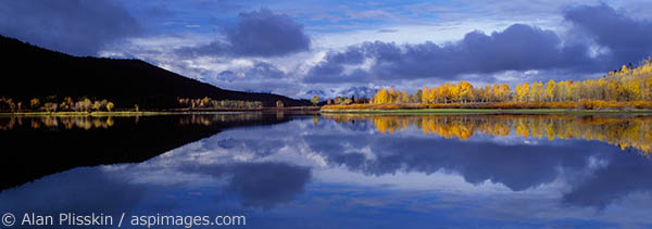 The aspen were glowing in the early morning light in Grand Teton National Park, Wyoming.