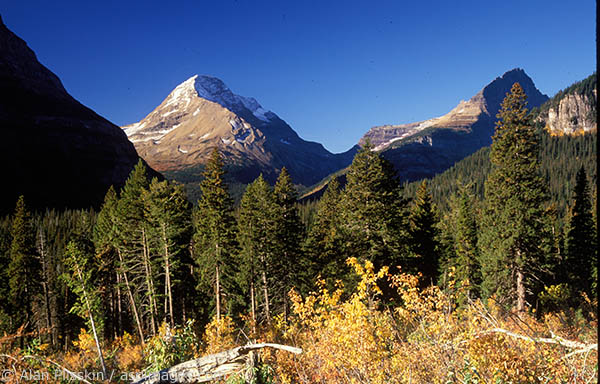 The trail heading toward Piegan Pass in Glacier National Park.