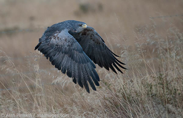 This majestic bird is quite common in Patagonia. With it&rsquo;s five foot wing span it would glide on the air currents in search of food. This particular eagle had just taken off from a nearby perch.