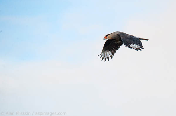 The Caracara, a raptor, can be seen all over Patagonia.   They, like the Black Chested Eagle, are scavengers and are vital to the ecosystem of the area.